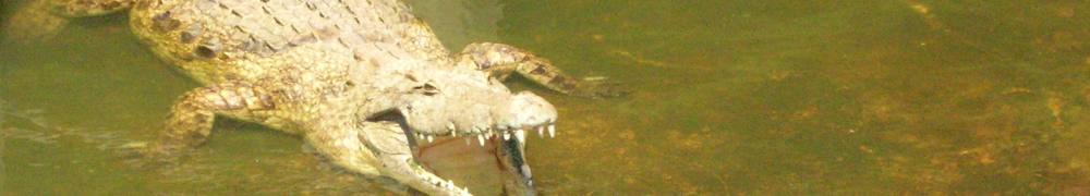 crocodile.jpg Tanzania travel and tours, Serengati wildlife safaris, Hotels mount kilimanjaro climbing Desert Safari, safari